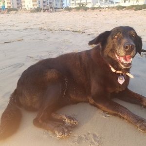 Meet your Posher, Dexter